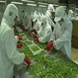 vegetable-processing-plant-250x250