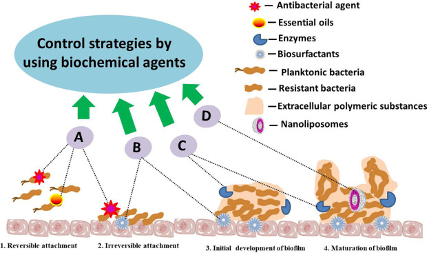 biofilms