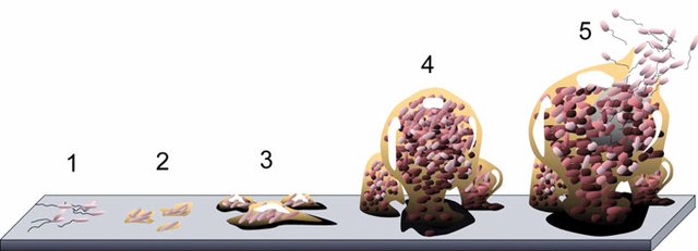 biofilms