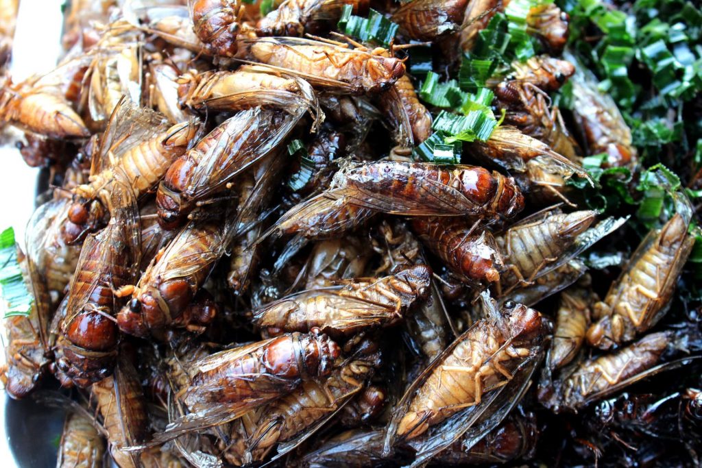 edible insects