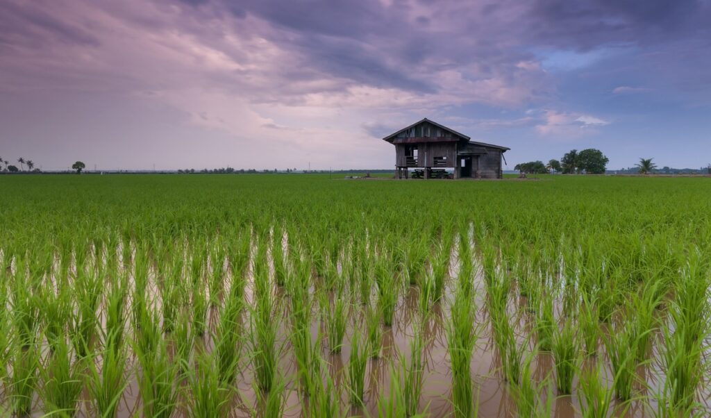 rice field